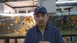 Золотая рыбка Оранда! Почему такая цена?