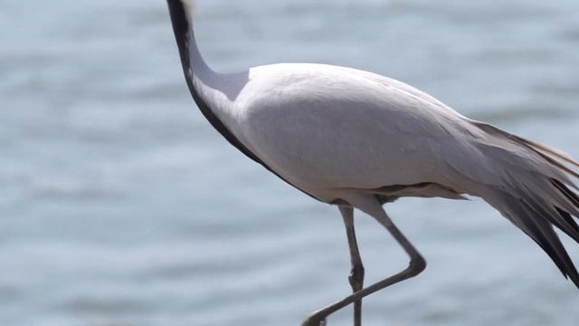 Природа, которую мы можем потерять: журавль-красавка смотреть онлайн