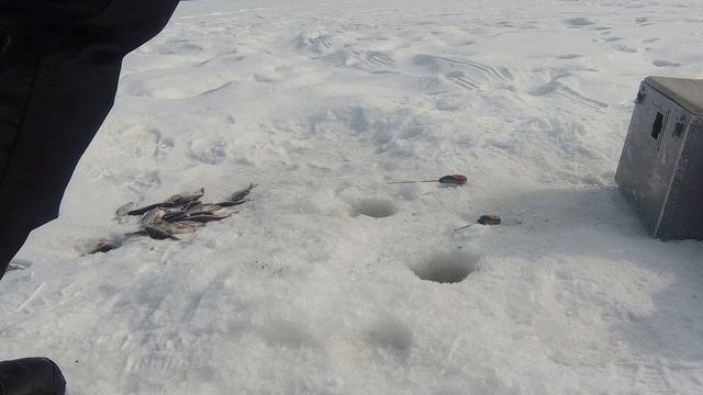 ЛОВЛЯ БЕЛОЙ РЫБЫ НА САЛО | ЗИМНЯЯ РЫБАЛКА НА САЛО смотреть онлайн