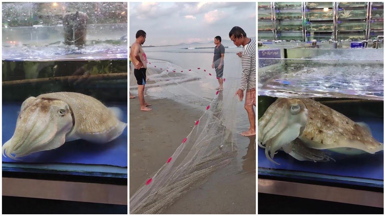 Встреча с инопланетянами: Загадочные обитатели аквариума