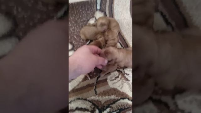 Щенки Английский кокер спаниель только родились