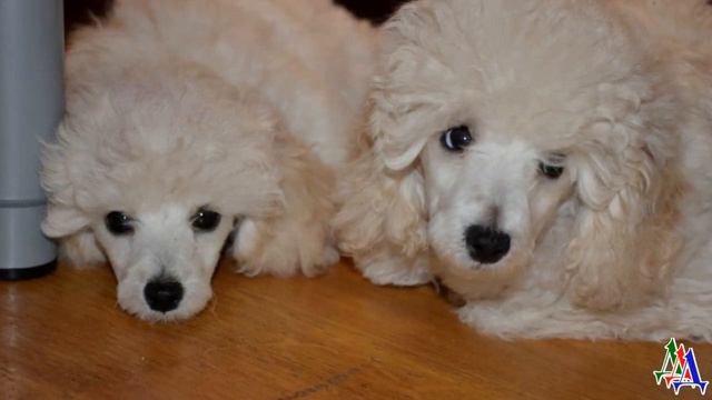 ТЕДДИ 1. «Больше никаких собак, к ним привыкаешь, а потом больно» - Лиза и не думала заводить собак