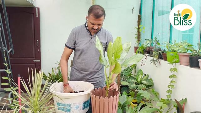How to transplant plants bought from Nursery? смотреть онлайн