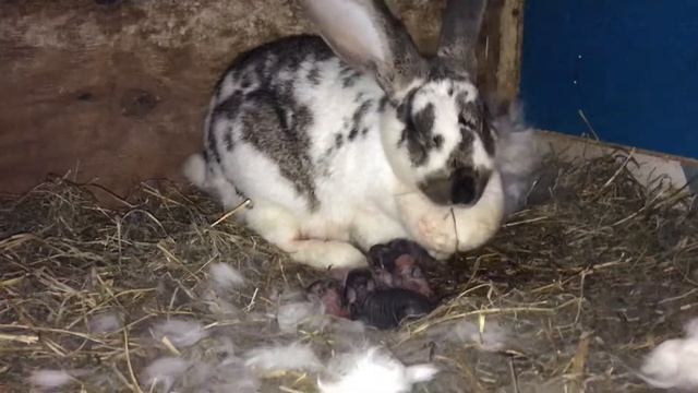 Крольчиха Бабочка в США #19