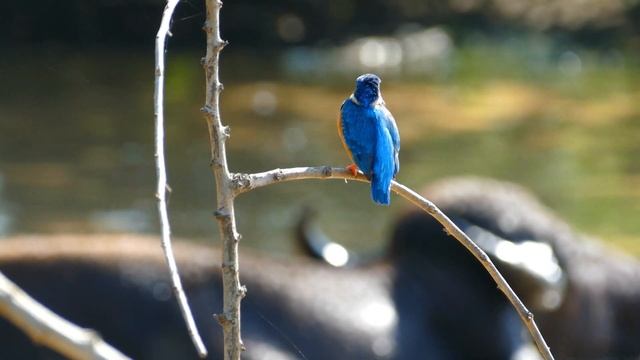 Ультра расслабляющая музыка, чтобы успокоить разум, перестать думать ? Музыка для сна, души и тела смотреть онлайн