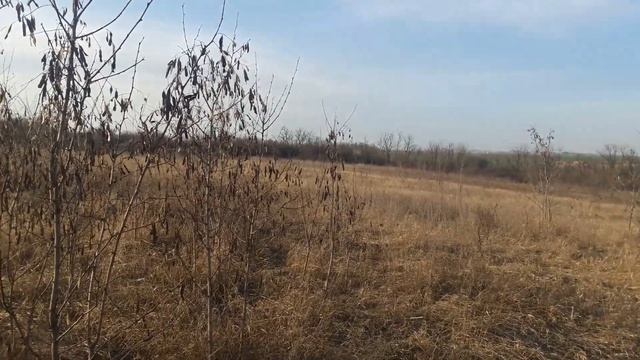 Высаживаем медоносы 2020 год (1 часть) Акация смотреть онлайн