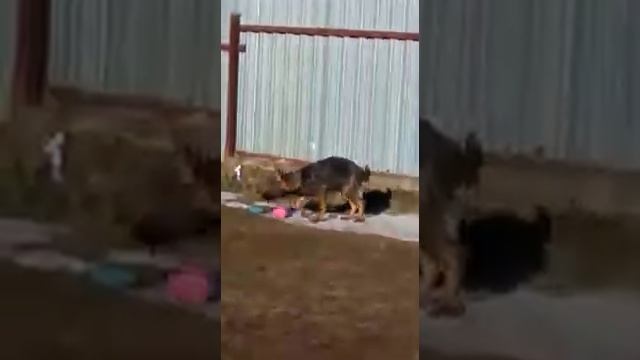 Зонарная немецкая овчарка щенки смотреть онлайн