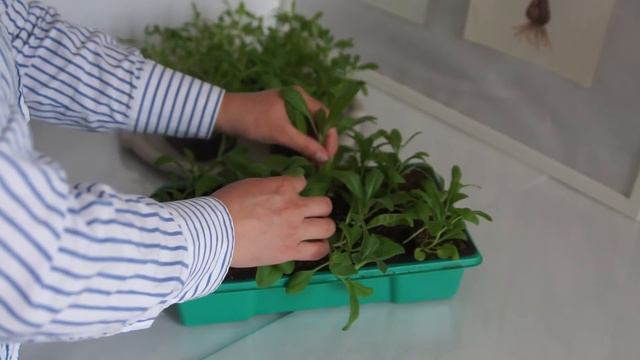 МАТТИОЛА СЕДАЯ ИЛИ ЛЕВКОЙ ОТ ПОСЕВА ДО ЦВЕТЕНИЯ смотреть онлайн