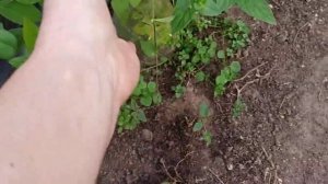 майское черенкование клематисов сразило наповал