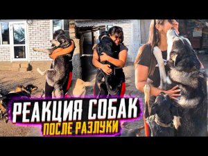 Реакция собак на мой приездНе видели меня 10 дней. Бабушка подобрала умирающего щенка-скелетика.