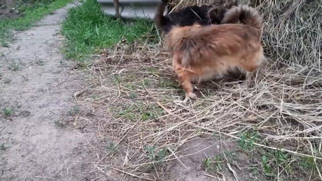 Вкусный суп с фасолью в казане на природе. Как я построил печь из кирпича в саду. Село Пацана