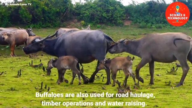 AMAZING WATER BUFFALOES FROM NATURAL LIFE STYLE TO MODERN HIGH-TECH FARMING-BUFFALOES DAIRY FARMING смотреть онлайн