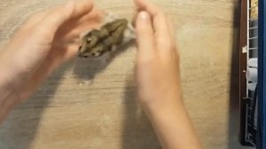 Как в руки брать хомяка чтобы не кусался?)