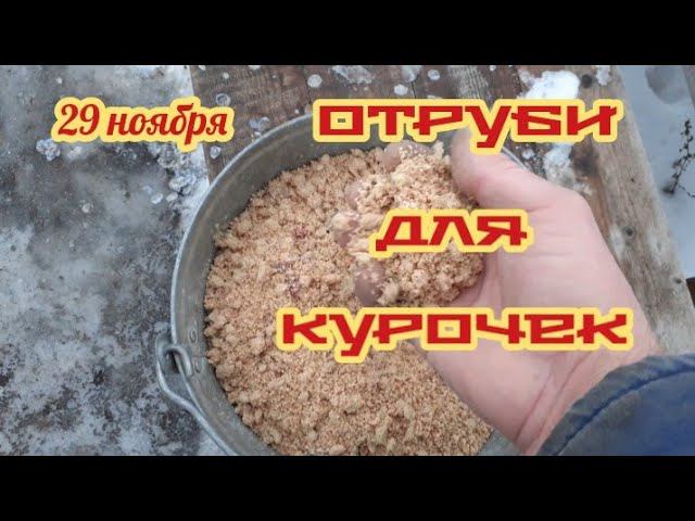 Мешанка для курочек... утреннее кормление.... смотреть онлайн