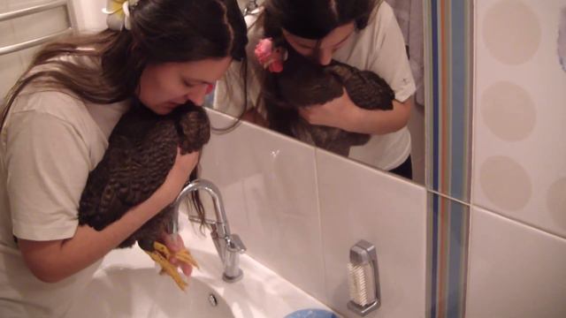 Утренний туалет курицы. смотреть онлайн