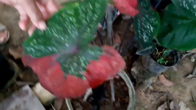 CALATHEA Or PRAYER PLANT, Indemand plant , paano magparami :) смотреть онлайн