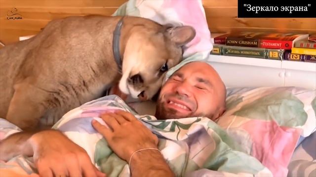 Семья из Пензы приютила в квартире пуму, а теперь и гепарда. Как пензенцы стали звездами Ютуба