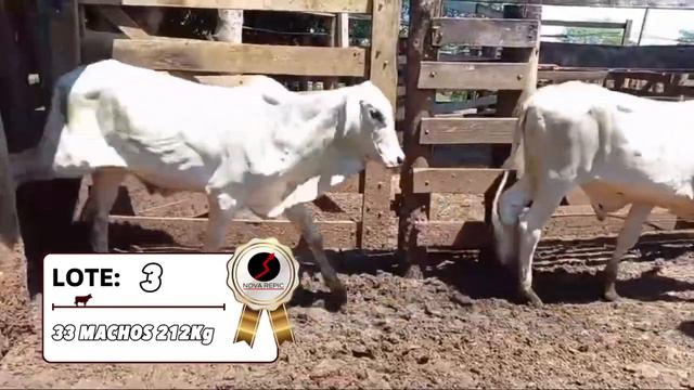 LOTE 3 - 33 MACHOS 212Kg HOJE 27/02 ÀS 18:30 LEILÕES NOVA REPIC смотреть онлайн