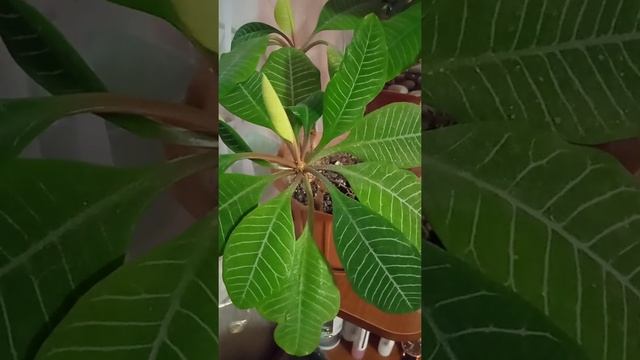 Молочай, комнатные растения, Euphorbia, houseplants смотреть онлайн
