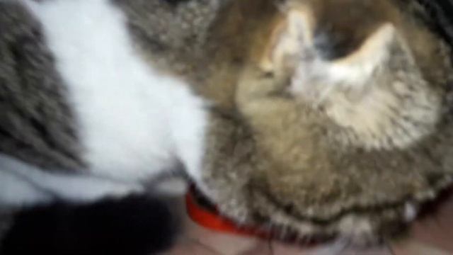 СМЕШНЫЕ КОТЫ2020#Кот Борис ест свой любимый корм# Kitekat#