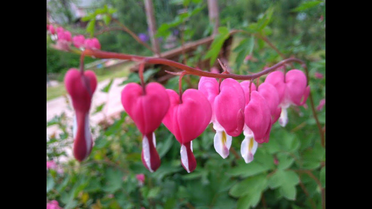 Растения для моего сада. смотреть онлайн