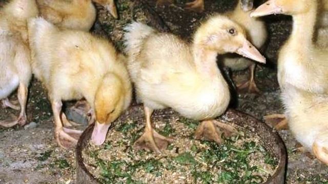 Можно ли давать картофель уткам смотреть онлайн