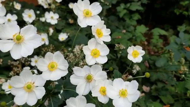 #31 Anemone 'Honorine Jobert'