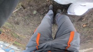 Размножение спаржи делением куста. Осенняя пересадка.