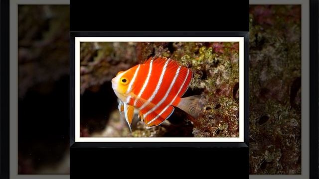 Три самые дорогие рыбы в мире