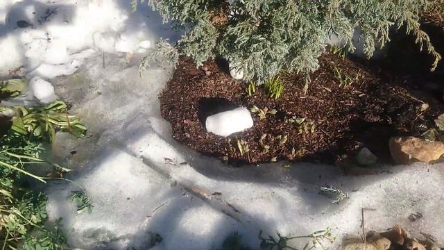 Садовый архив 20.03.2022. Открываю сезон и розы Текущие дела. смотреть онлайн