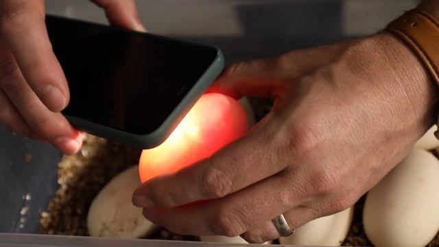 How to Set Up Ball Python Eggs смотреть онлайн