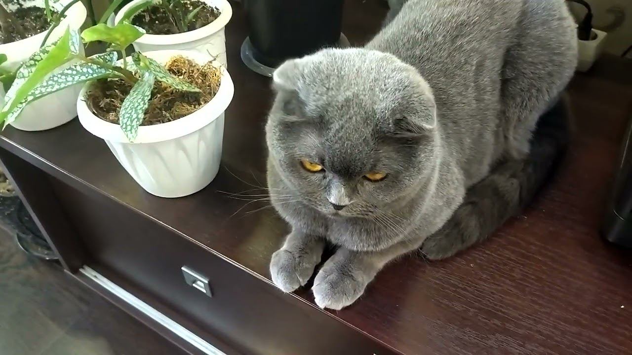 Домашние дела и комнатные цветы. Где гармония? смотреть онлайн