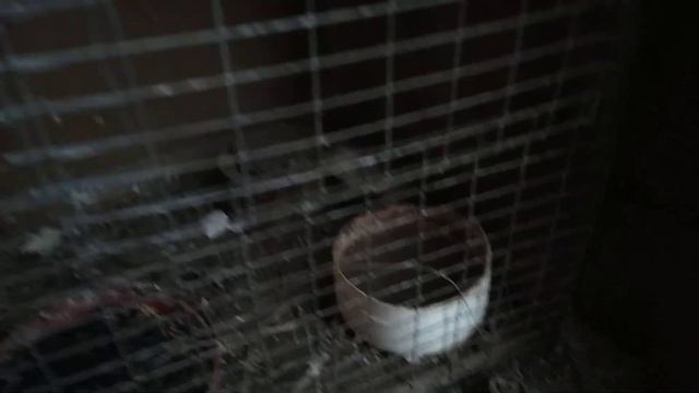 Зимовка канареек на морозе в летнем вольере. смотреть онлайн