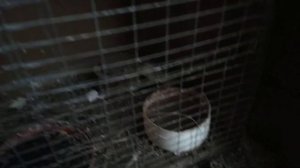 Зимовка канареек на морозе в летнем вольере.