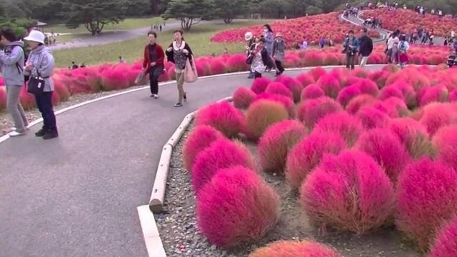 КОХИЯ  (KOCHIA)  сем. Амарантовые