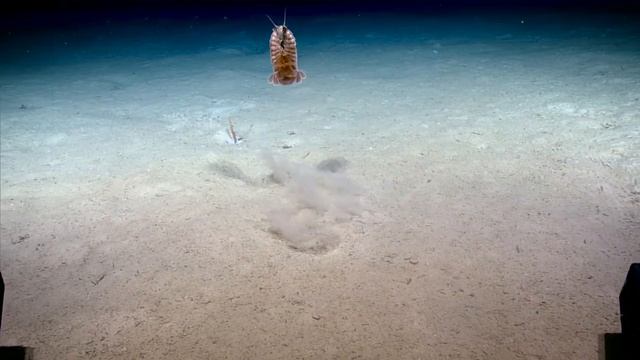 Facts: The Giant Isopod смотреть онлайн