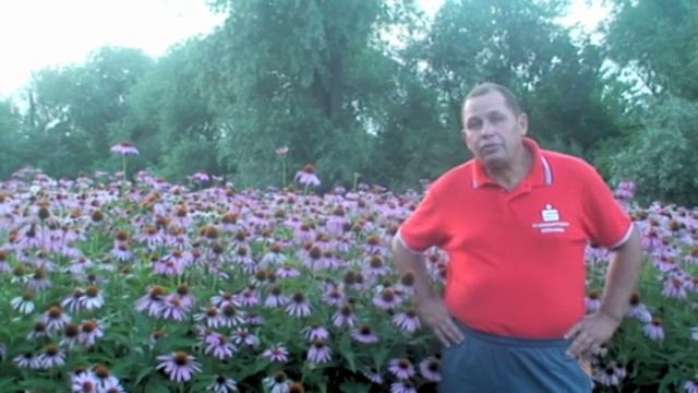 Эхинацея часть 2 смотреть онлайн