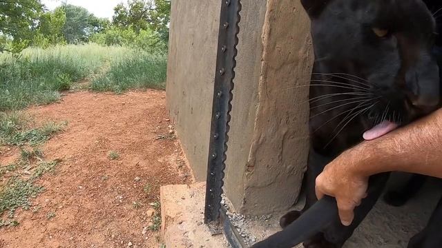 How To Move A Leopard | The Lion Whisperer смотреть онлайн