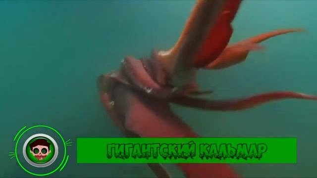 7 Животных, Которых Когда То Считали Мифическими. Зомби Чез смотреть онлайн