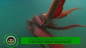 7 Животных, Которых Когда То Считали Мифическими. Зомби Чез