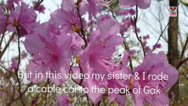 Wild Azaleas in Gak Mountain / 각산 진달래 смотреть онлайн