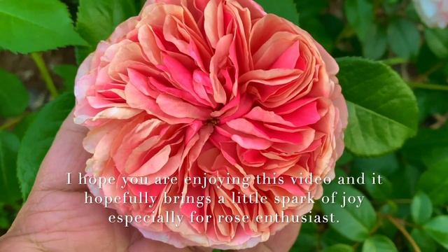 Kordes Rose `Märchenzauber´  AKA, `Bliss Parfuma´ And `Fairytale Magic´, My Personal Rose Review 20