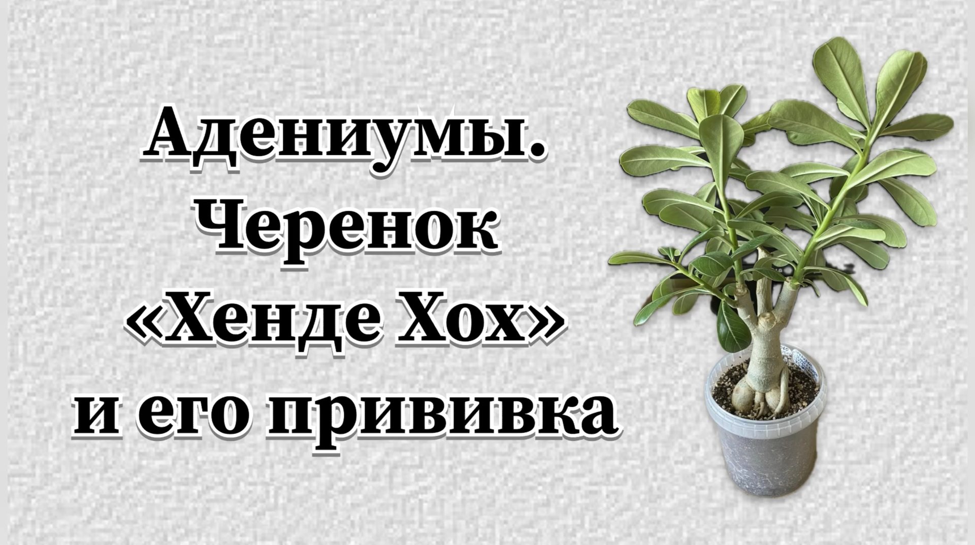 «Руки вверх»! А на спине ранец. Кто это? Да спасенный адениум! Удивительный черенок! 5 апреля 2024 г смотреть онлайн