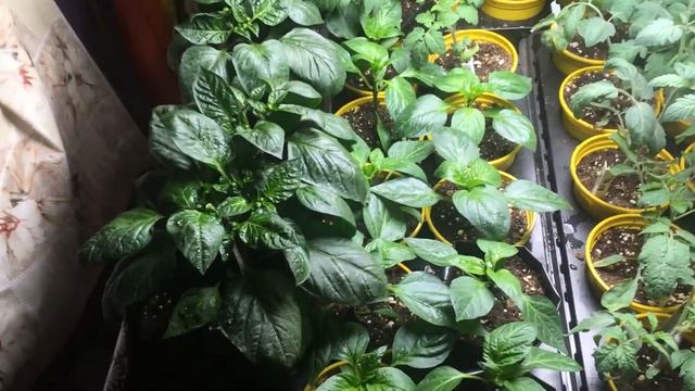 Когда же высаживать рассаду? смотреть онлайн