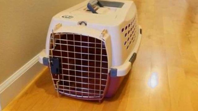 Семья взяла котёнка из приюта , но придя домой их ожидал сюрприз! смотреть онлайн