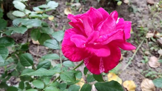 Прогулка по Обнинску.