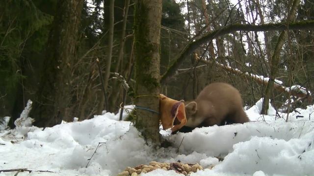 Как сойки куницу прогоняли смотреть онлайн