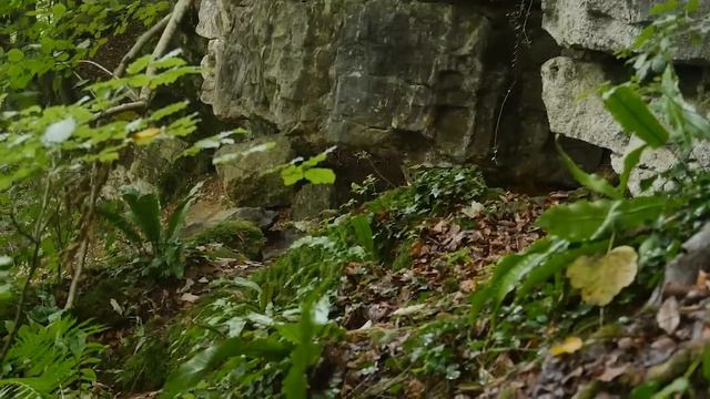 First Sighting of a Pixie смотреть онлайн