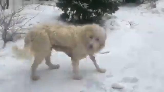 Миша щелковский смотреть онлайн