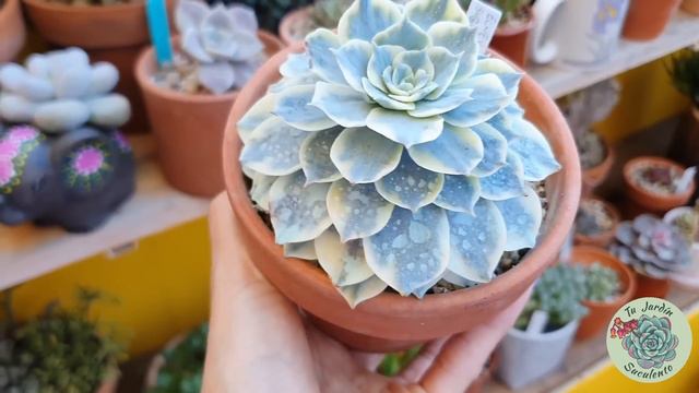 10 Suculentas Azules de mi colección / Actualización pedido on line / Jardín Suculento смотреть онлайн